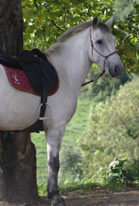 Cheval equitation