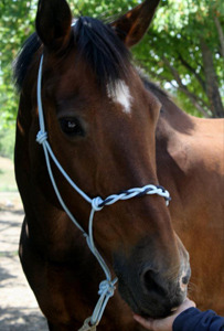 Cheval equitation