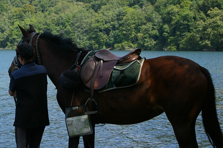 Cheval equitation