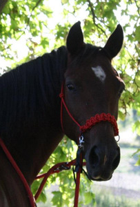 Cheval equitation