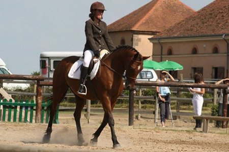 Cheval equitation