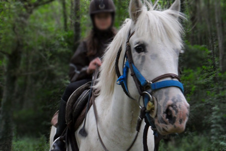 Cheval equitation