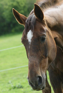 Cheval equitation