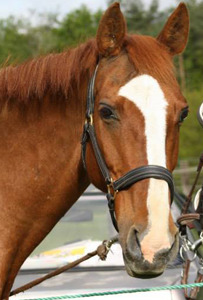 Cheval equitation