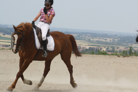 Cheval equitation