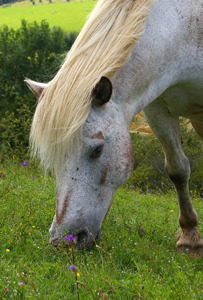 Centre equestre allier
