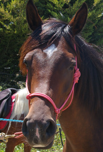 Cheval equitation