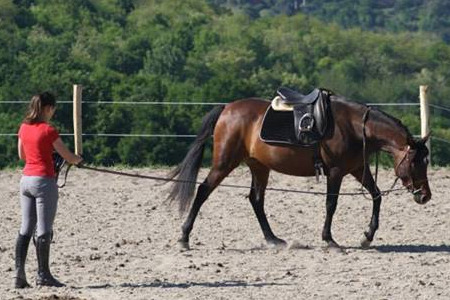 Centre equestre allier