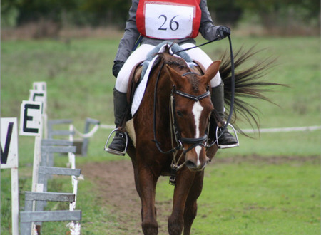 Centre equestre Equitation de loisirs pour tous