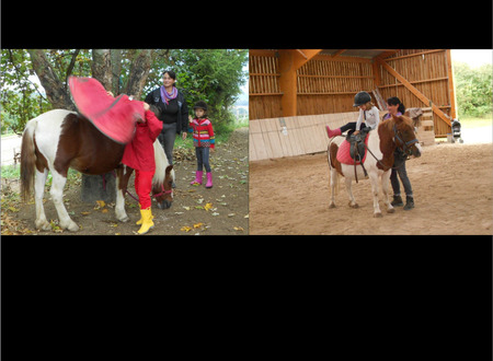 Centre equestre Equitation de loisirs pour tous